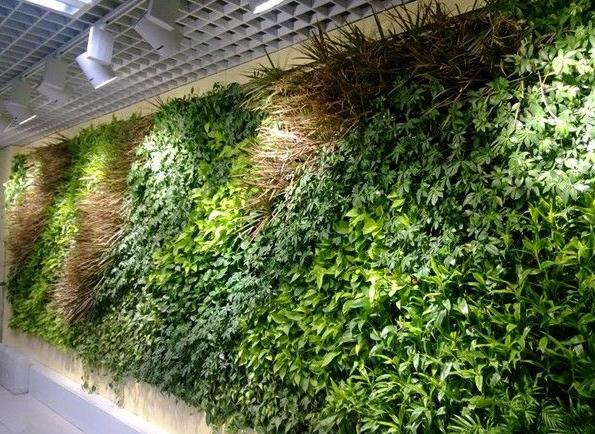 植物绿墙”在室内设计中的应用