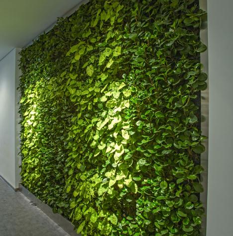 仿真植物墙设计，美感和功能如何体现