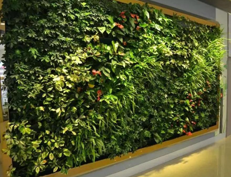 植物墙在城市中的作用是什么