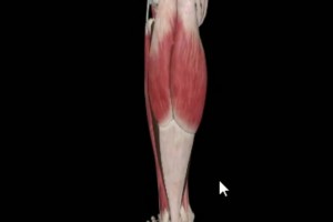 运动康复专家科普：什么是比目鱼肌